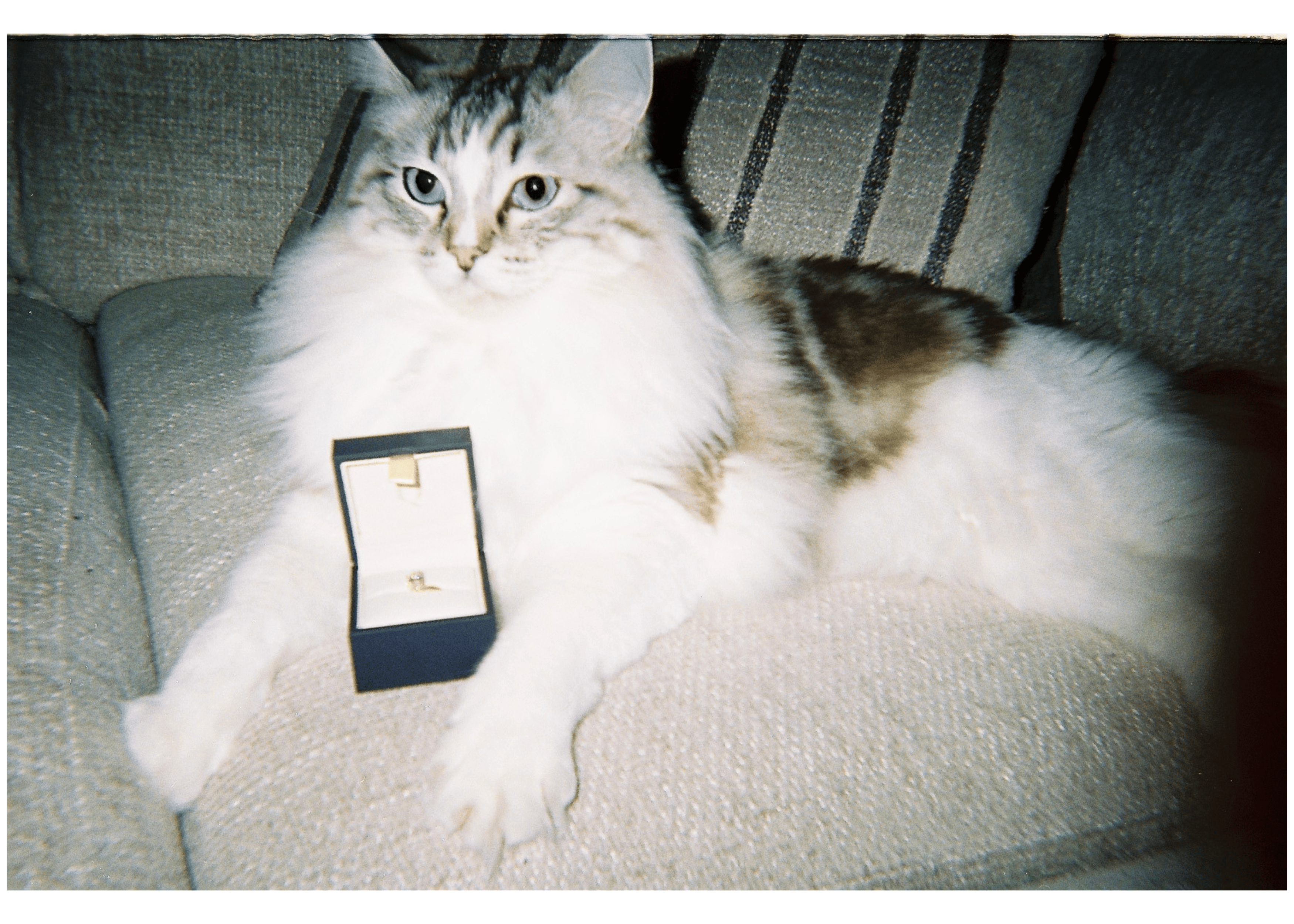 The couple’s cat inspecting an engagement ring box at home, a playful moment captured during the proposal planning.